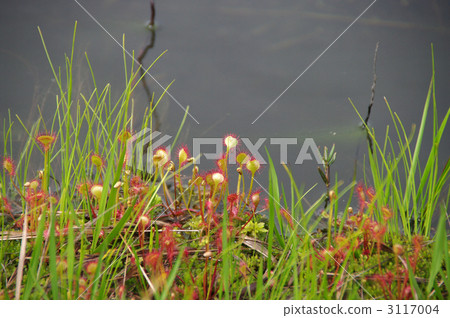 drosera, sundew, malva sundew 3117004