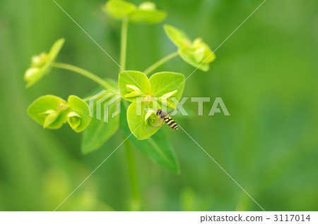 ozenumataigeki, hoverfly, Syrphidae 3117014