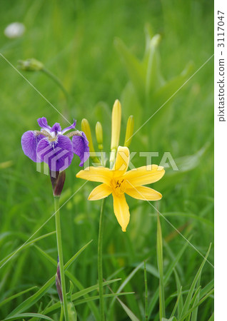 黃花萊 禪宗定家 金針花 3117047