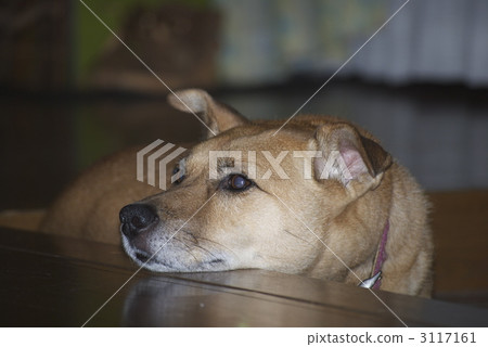 這很無聊。 。 。 。 。 。 3117161