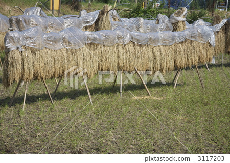 宮崎駿的早期年糕 3117203