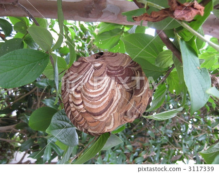 Wasp of the hornet 3117339