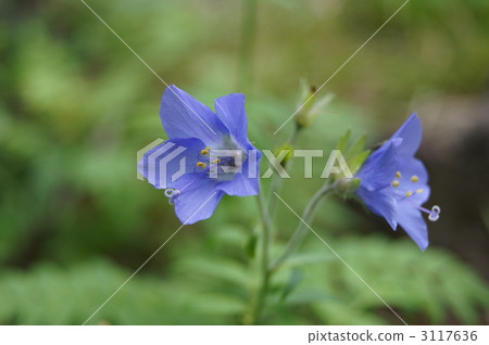 Miyama Hanashinobu 3117636