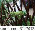A swallowtail butterfly larva 3117642