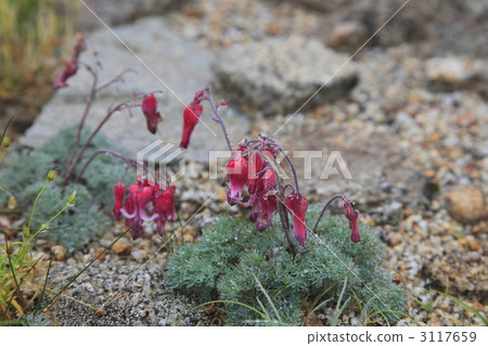 駒草 荷包蠅的 流血的心 3117659