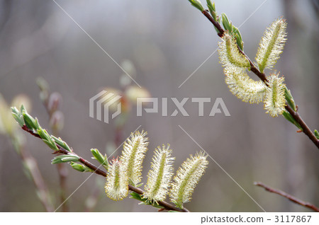 bird-cherry, gray's bird cherry, gray's chokecherry 3117867