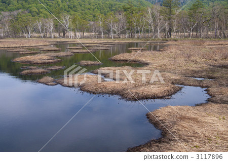 濕地 沼澤 群馬縣 3117896