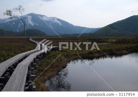 濕地 沼澤 尾瀬 3117954