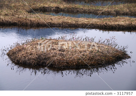 浮島 尾瀬 高位沼澤 3117957