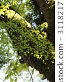 Fresh green maple 3118217