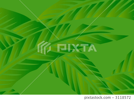 fiber banana leaves, japanese banana, hardy banana 3118572