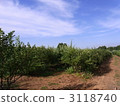 Blueberry field 3118740
