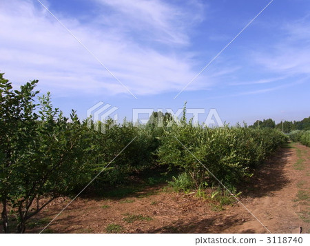 Blueberry field 3118740