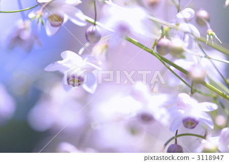 false anemone, green leaf, tokyo 3118947