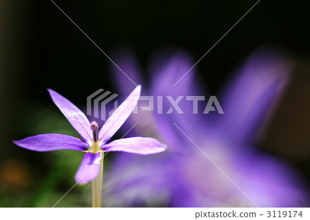 Isotma 3119174