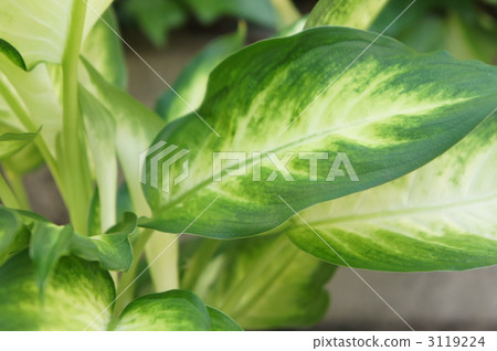 Dieffenbachia, marble effect, long elliptical shape 3119224