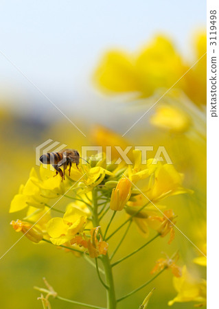 Bee and Rape Blossoms 3119498