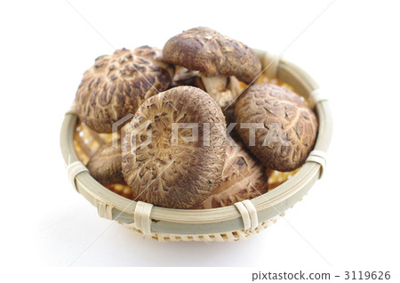 Shiitake mushroom 3119626