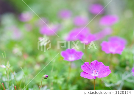 Akebono花卉花 3120154