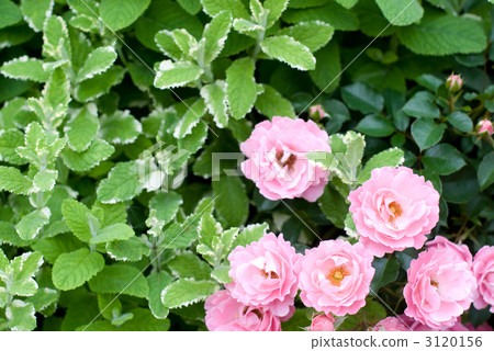 玫瑰花和菠蘿薄荷 3120156