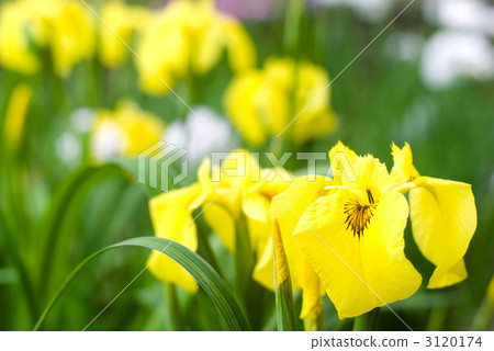 Kishow花束 3120174