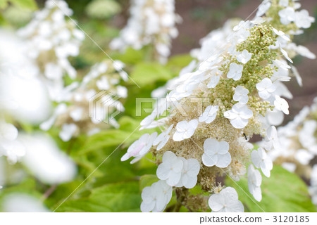 Porcupine flower flower Porcupine flower flower 3120185