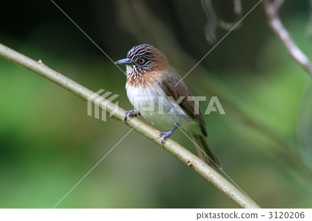 Kobito Mori Timedri 3120206