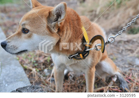 Shiba Inu 3120595
