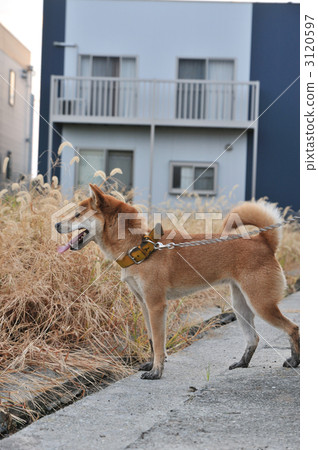 Shiba Inu 3120597