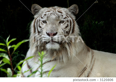 白虎 動物 老虎 3120806