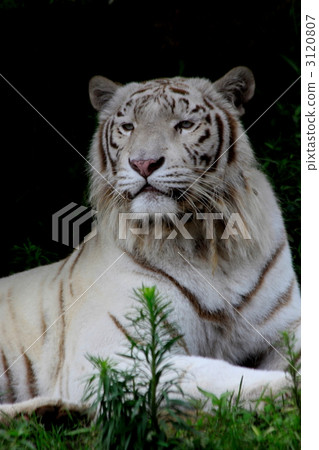 白虎 動物 老虎 3120807