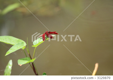 邊境蜻蜓 3120870