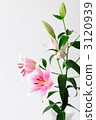 Lily flower Oriental 3120939