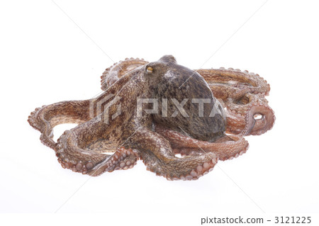 章魚 章魚 3121225