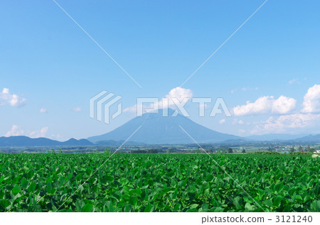 羊蹄山和馬鈴薯田 羊蹄山和馬鈴薯田 3121240