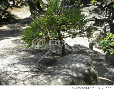 Dendered pine tree of Tamaki Park Dendered pine tree of Tamaki Park 3121363