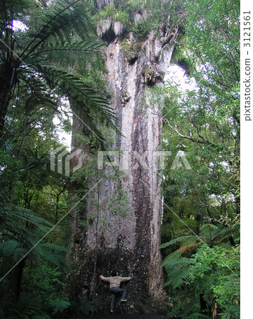 large tree, kauri, virgin forest 3121561