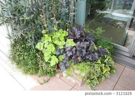 Shade garden 3121826