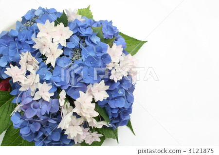 繡球花的安排 3121875