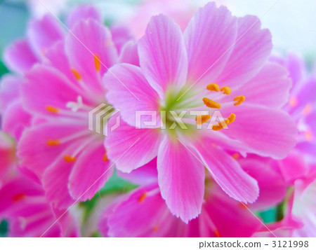 Leucias (rock fireworks) Lewisia Cotyledon 3121998