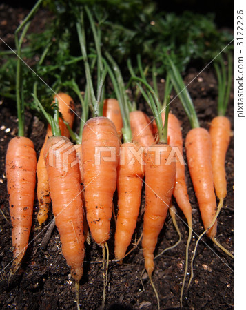 carrots, carrot, plurality 3122226