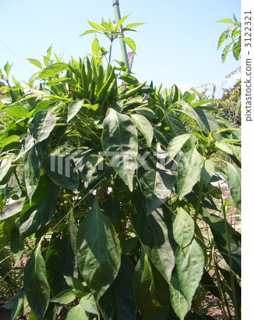 capsicum, cayenne, chili pepper 3122321
