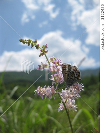 Awamori stayed in the awamori shuma 3122426