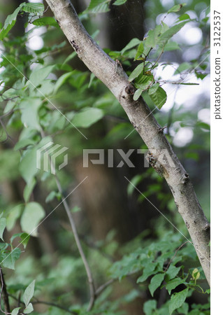 Landscape with graphite 1 3122537