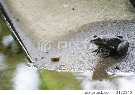 Landscape with bullfrog 1 3122540