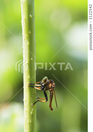 青森的肖像2 青森的肖像2 3122542