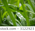 雨和露 在山里 自然 3122923