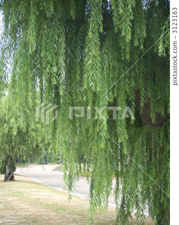 willow willow 3123163