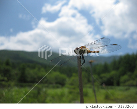 Yachiho湖湖邊蜻蜓的突破 Yachiho湖湖邊蜻蜓的突破 3123203