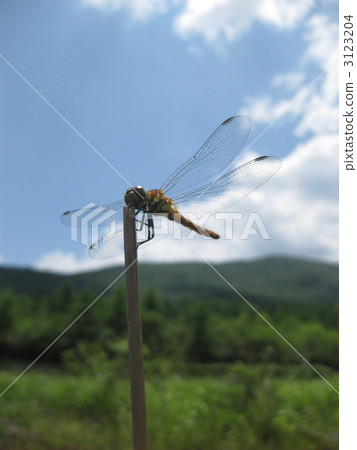 Yachiho Lake Lakeside蜻蜓的休息時間 3123204